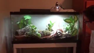 Self cleaning corn snake enclosure [upl. by Langley794]