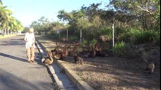 TEJON MEXICAN COATIMUNDI  World Traveler [upl. by Zelikow43]