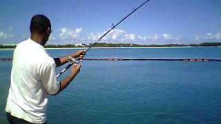 Barracuda on Yo Zuri Crystal Minnow [upl. by Znarf]