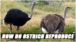 How Do Ostriches Reproduce [upl. by Sudaorb289]