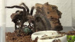 Curly Hair Tarantula Cleaning Up His Habitat Tliltocatl Albopilosus [upl. by Nirik]