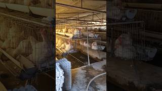 Layer Murgi farm 🐔 Full video discription mai link  viralvideo [upl. by Nilyam]