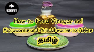 How to Feed Vinegar eel  Grindal worms Microworms to Fishes in Tamil  தமிழ்  Wonder Aqua Garden [upl. by Nirak]