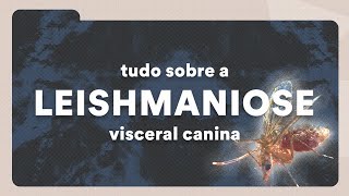 O que é Leishmaniose Visceral Canina  Petz TV Cuidados [upl. by Ahsiken]