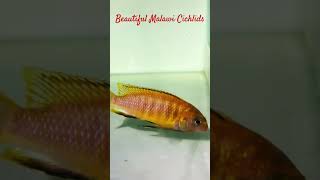 MMA Short  Beautiful Malawi Cichlids  African Cichlid Tank cichlid africancichlids malawi fish [upl. by Eednar]