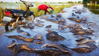 I Use Fishing Tool to Catch a lot of Fishes On The Road Flooding 2024 [upl. by Tatianna793]