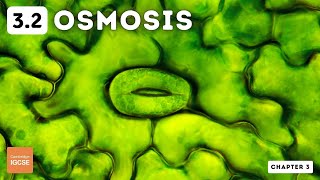 IGCSE Biology  Osmosis 32 [upl. by Earej]