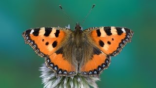 Aglais urticae [upl. by Hendrik]