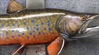 Brook Trout Fish Mount Replica by Coast to Coat Fish Mounts [upl. by Anej]