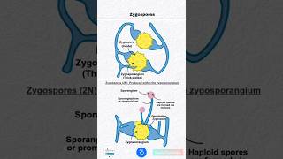 Zygospores and Zygosporangium [upl. by Nahshon]