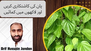 paan sowing method with Arif Hussain Jandan [upl. by Rikahs]