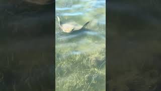 Do cownose ray mudd clouds attract fish texas flyfishing fish [upl. by Idna]