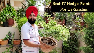 Monsoon Special Best 17 Hedge Plants With Names Top plants for topiary Garden ideas [upl. by Enirehtak]