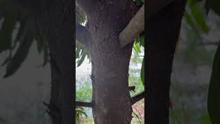 Bark of Diospyros malabarica an indicator of water from Odisha water odisha [upl. by Nyllaf]