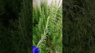 الروزماري  اكليل الجبل 🌿rosemary plant  rosemary herb viral shorts rosemary [upl. by Tingey]