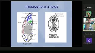 Clase 5 Parasitología  Coccidios intestinales [upl. by Yllim]