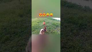 🤣🤣😜😜Doggy playing doggy style doglover puppylife JOYTHEGURIA [upl. by Rentschler]