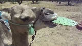 Camel eating cactus [upl. by Nanoc955]