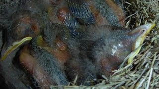 Life at an American Robin Nest [upl. by Whang]