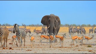 East to West across Etosha National Park Namibia [upl. by Esiuqcaj]