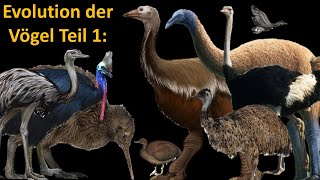 Evolution der Vögel 1 Laufvögel Palaeognathen [upl. by Valerio]