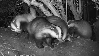 New Forest Explorers Guide  Badgers fighting [upl. by Stevana139]