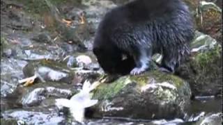 Baby Bear Goes Fishingmov [upl. by Nihcas]