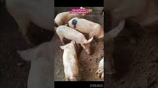 Grower White Pigs pigs largewhite landrace pig animals animalshorts animalsvideo pets india [upl. by Delphina768]