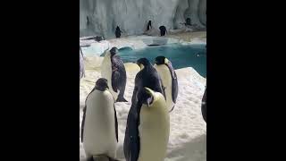 Happy Emperor Penguins enjoying a song 🐧❤️🎵🎶 [upl. by Lady]