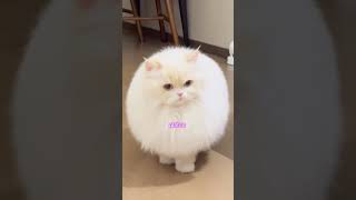 APA PERBEDAAN KAMU SAMA LAMPU NEON funnyshorts catlovers comedyshorts kucingmanja videoshorts [upl. by Otineb]