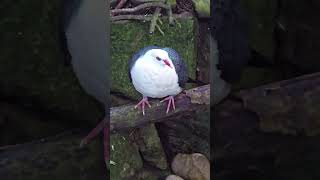 The Whiteheaded pigeon Australia [upl. by Kella]