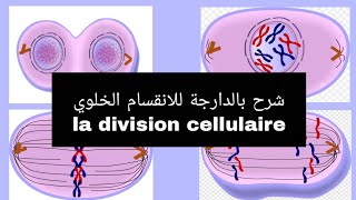 شرح بالدارجة للانقسام الخلوي la division cellulaire L1 Snv s1 \s2 la mitoseللسنة اولى تخصص بيولوجي [upl. by Nawek]