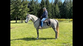 Snooks Full Video Dappled Grey McCurdy Plantation Horse For Sale [upl. by Enitnatsnoc695]