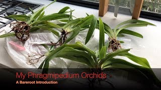 My Phragmipediums  A brief Intro to my collection amp How I care for them [upl. by Morse804]