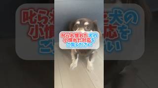 叱られ慣れた犬の「小慣れた対応」をご覧ください チワックスミントたいちょう 犬 [upl. by Attenaz]