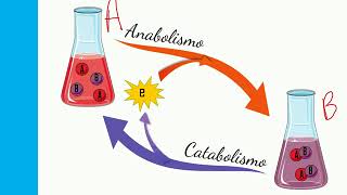 Introdução ao metabolismo [upl. by Adel]