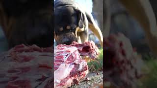 Boerboel Feeding Raw Deer Carcass rawfeddog rawfeeding Boerboel dogshort [upl. by Redan248]