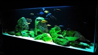 How to Set up an African Cichlid Tank  Step by Step Guide [upl. by God499]