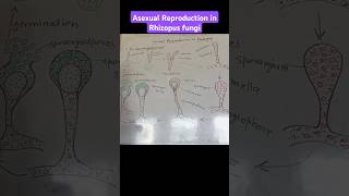 Asexual Reproduction in Rhizopus reproduction in Rhizopus biologydiagram fungalmycelium fungi [upl. by Stephen]