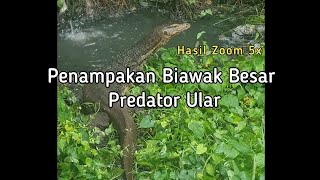 Biawak besar Predator Ular [upl. by Havens]