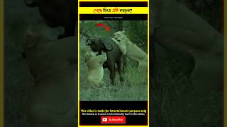 Lion Attack On Buffalo 😳 in The Forest  lion attack video animals attack in Jungle shorts lion [upl. by Raddatz]