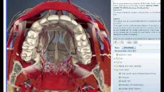 3D Head and Neck Anatomy for DentistryDentists [upl. by Weisler]