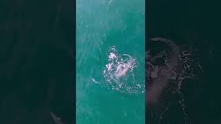 Hammerhead attacks fish off Jupiter Florida coastline shorts florida [upl. by Viglione]