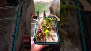 Check out my new fly box just got it organised FlyTying FlyBox FlyFishing Subscribe FYP ￼ [upl. by Korry]