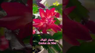 اكسبلور تصويري نباتاتمنزلية صباريات حديقتي flowers garden nature [upl. by Malim384]