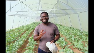 Greenhouse Farming In Zimbabwe  Part 4 [upl. by Siwel]