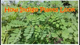 How Indigo Plants Look [upl. by Perry542]