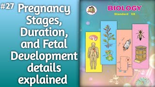 Pregnancy Stages Duration and Fetal Development l pregnancy details explained 12thclassbiology [upl. by Einnaej]