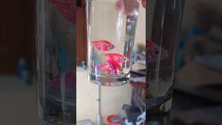 How Widow Tetra Glow Fish looks in a Glass Bottle  Widow Tetra Breeding [upl. by Tijnar]