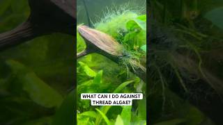 Do you have a solution for my thread algae problem aquascape algae algaeeater [upl. by Limber]